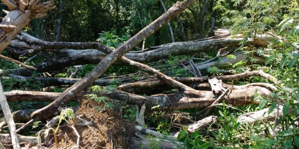 Em vistoria, foi constatado a destruição de vegetação nativa em 4,11 hectares fora de área de preservação permanente