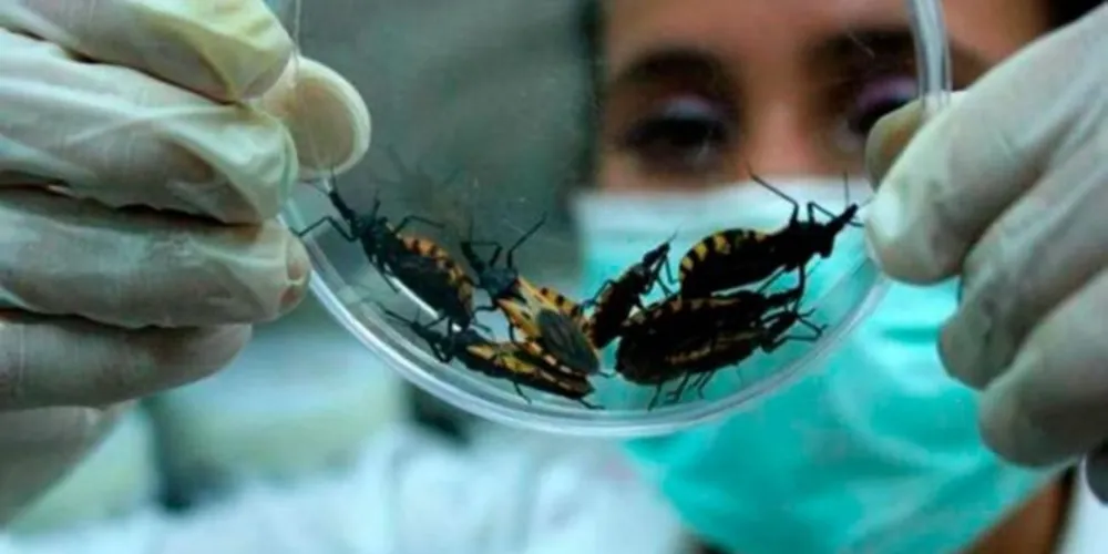 A doença de Chagas é uma infecção causada pelo protozoário Trypanosoma cruzi, cujo principal vetor é o inseto “barbeiro” contaminado.