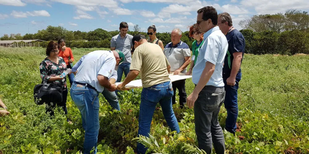 Participantes do projeto Centro Sul de Feijão e Milho produziram  mais de 2,1 mil quilos por hectare. Média nacional é de 1 mil