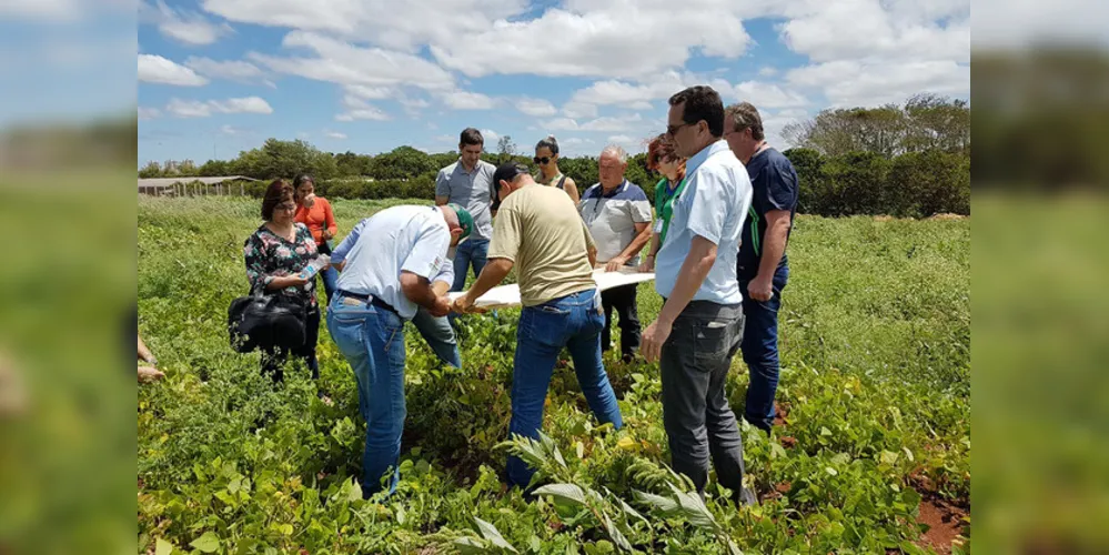Participantes do projeto Centro Sul de Feijão e Milho produziram  mais de 2,1 mil quilos por hectare. Média nacional é de 1 mil