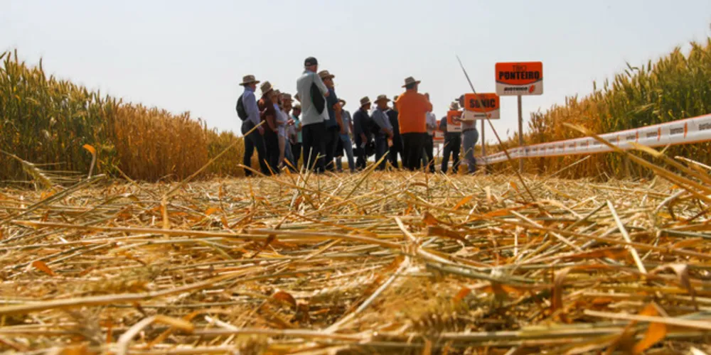Técnicos, comerciantes e produtores, durante último dia de Campo de Trigo, realizado em outubro de 2019