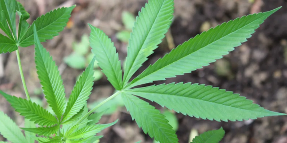 Cannabis é um elemento encontrado nas plantas de maconha