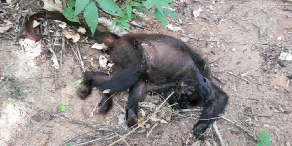 O Paraná registra desde 1º de julho até agora, 672 notificações de mortes de macaco, sendo que destas 117 foram confirmadas