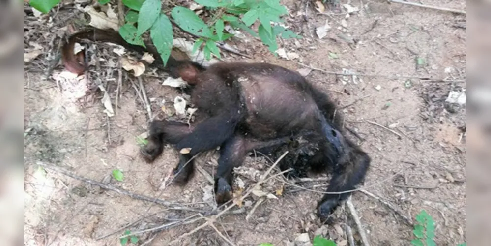 O Paraná registra desde 1º de julho até agora, 672 notificações de mortes de macaco, sendo que destas 117 foram confirmadas