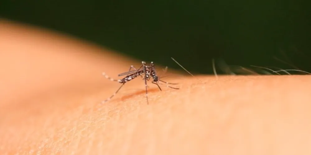 Se o projeto for bem sucedido, o Brasil vai se tornar o primeiro país do mundo a disponibilizar uma vacina contra essa doença gratuitamente para a população