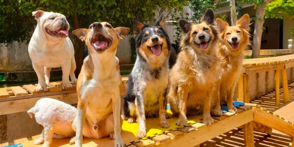 Quais cuidados com os peludos diante deste cenário? Confira todas as respostas com a Dra. Daniele Zurita Perrella