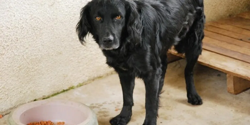 Existe o corona canino. Este é um vírus, que possui a forma de uma coroa, mas ele se manifesta diferente do corona humano.