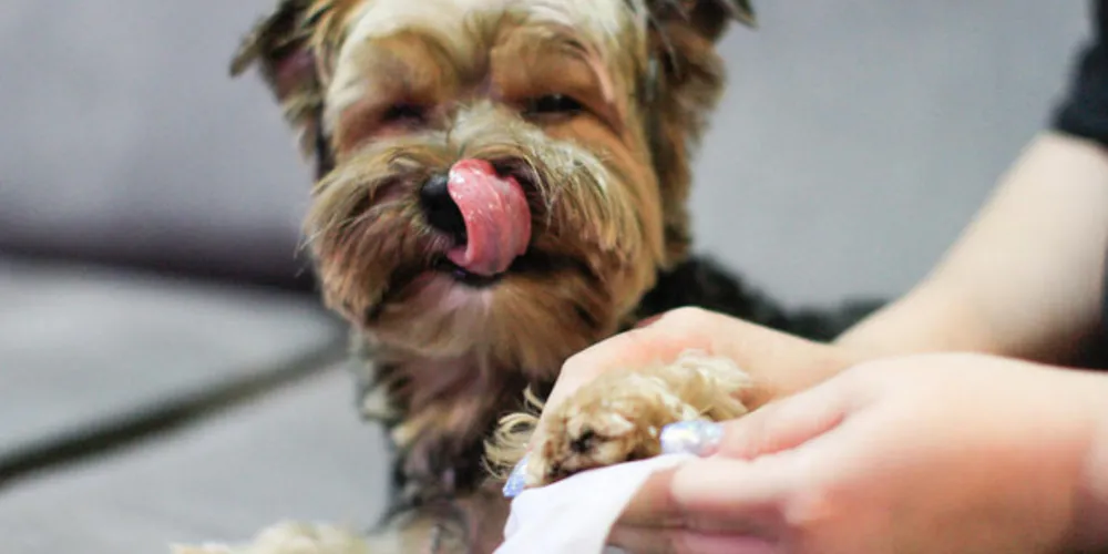 Apesar de cães e gatos não serem passíveis de contaminação, eles podem levar o vírus para o ambiente familiar.