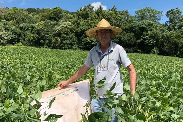Produtor de Itapejara do Oeste colhe soja sem uso de agrotóxico
