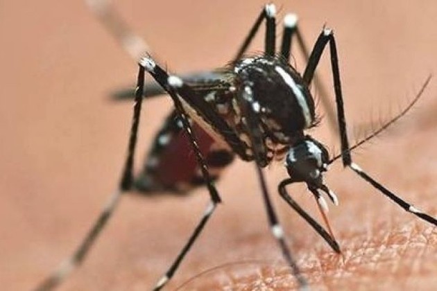 Na situação de epidemia de dengue estão 177 cidades, e em situação de alerta estão 32.
