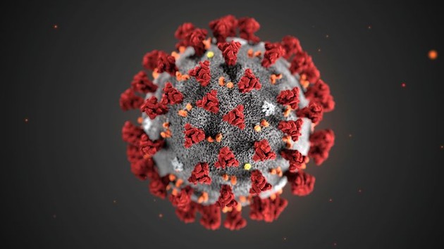 Agora a equipe se dedica a identificar os anticorpos mais poderosos e possivelmente combiná-los para mitigar o risco de o novo coronavírus sofrer uma mutação