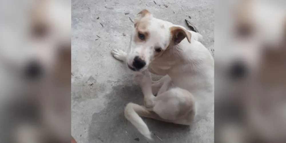 Mel tem oito meses de vida e de acordo com os tutores é super dócil