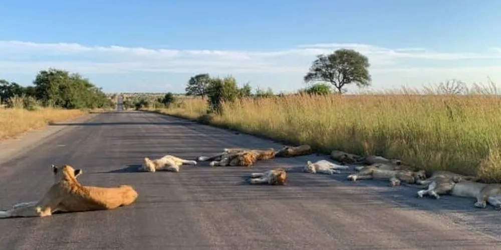Imagem ilustrativa da imagem Leões invadem estrada na África após sumiço de turistas