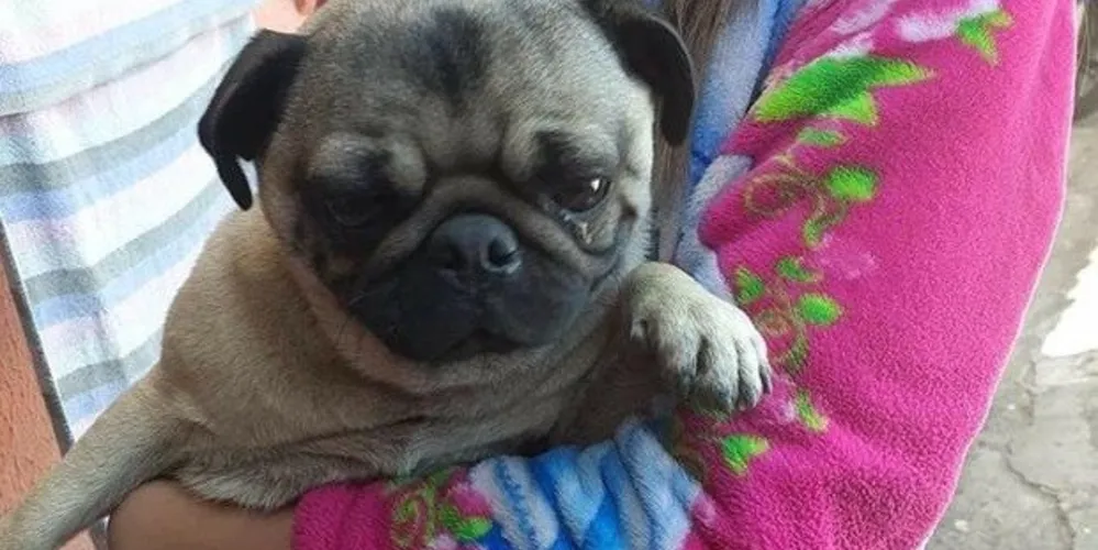 Cãozinho estava desorientado próximo ao trevo da rua Londrina, região da Vila Santo Antônio