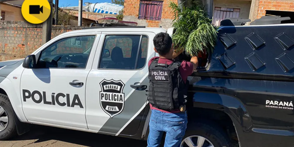 Imagem ilustrativa da imagem Polícia fecha laboratório de beneficiamento de maconha