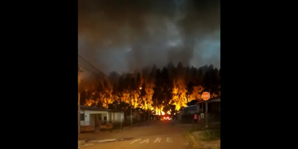 Imagem ilustrativa da imagem Incêndio de grandes proporções atinge área de reflorestamento