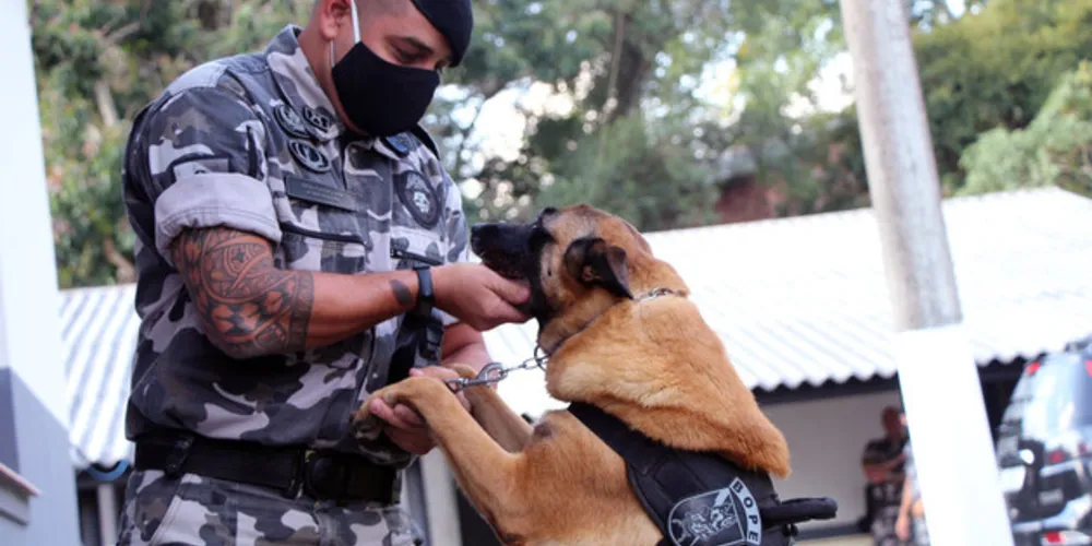 Os cães são especialistas em detecção de drogas e foram treinados desde filhotes para desenvolverem suas habilidades