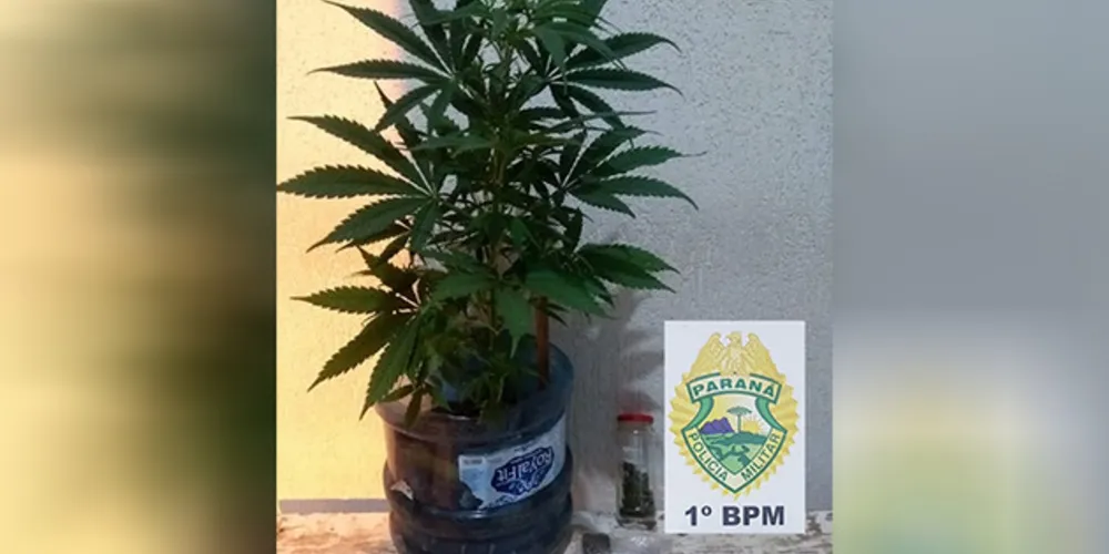 Além da porção da droga, policiais encontraram um pé de maconha plantado num vaso