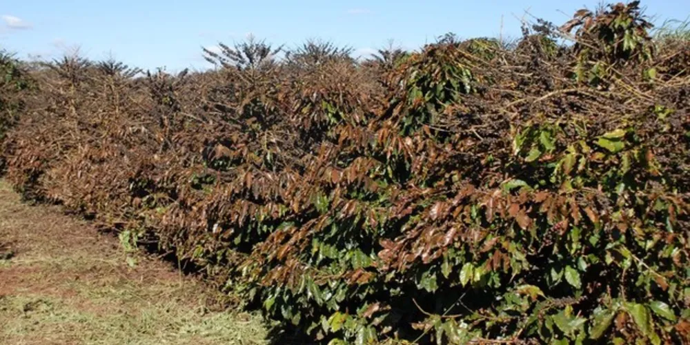 Serviço, que opera de maio a setembro, ajuda produtores a proteger lavouras de café.