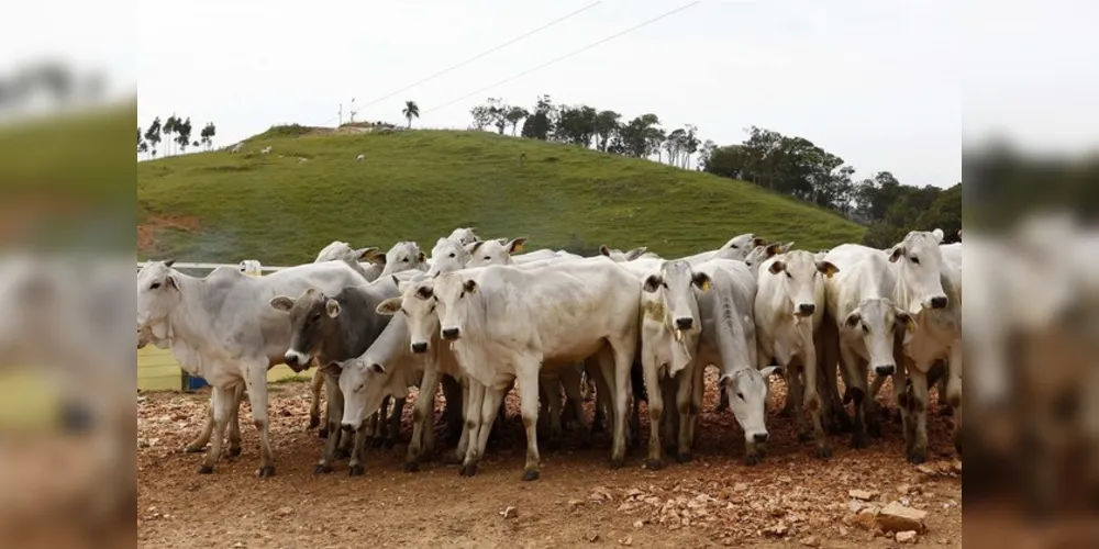 Neste ano é oferecido valor 100% superior ao normal e pode ser uma alternativa para reduzir perdas com a pandemia.