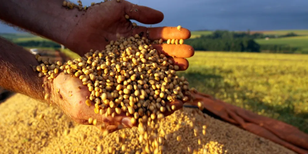 Entre as principais lavouras de grãos do país, na comparação com 2019, são esperados aumentos de 6,7% na produção de soja e de 3,5% no arroz