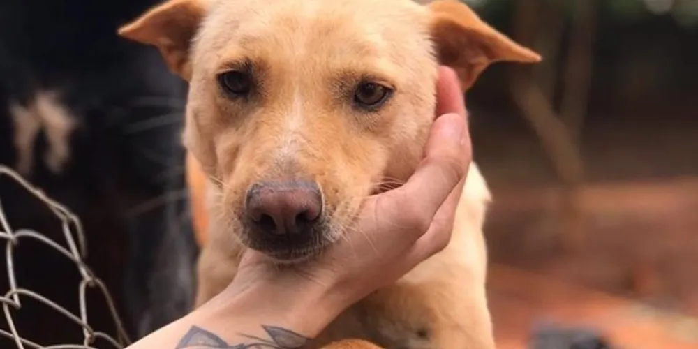 Iniciativa visa comprar ração para ajudar os animais carentes