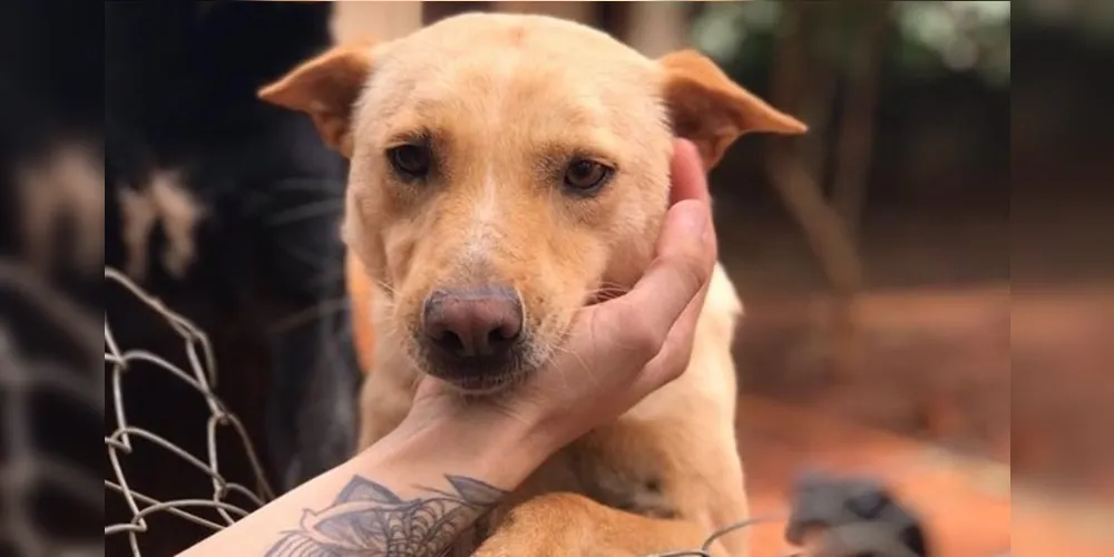 Iniciativa visa comprar ração para ajudar os animais carentes