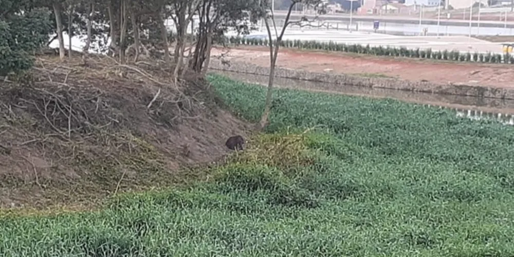 Imagem ilustrativa da imagem Imagens flagram capivara no Lago de Olarias