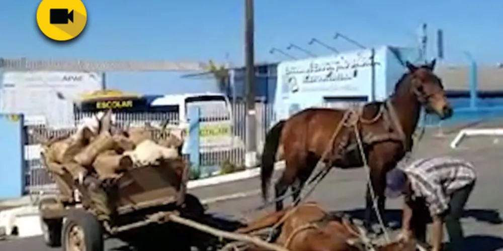 Imagem ilustrativa da imagem Flagrante de maus tratos a cavalo gera revolta; veja vídeo