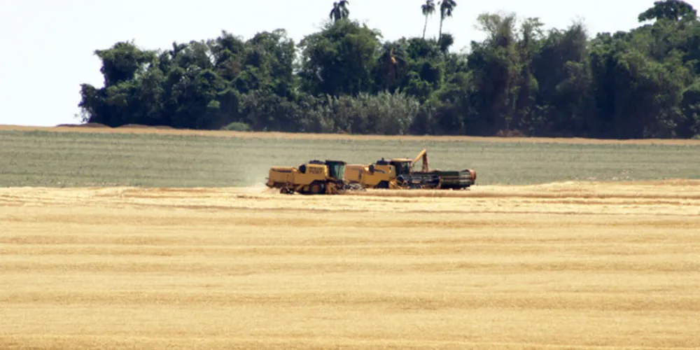 Safra de trigo deve ser prejudicada no Estado em função da falta de chuva