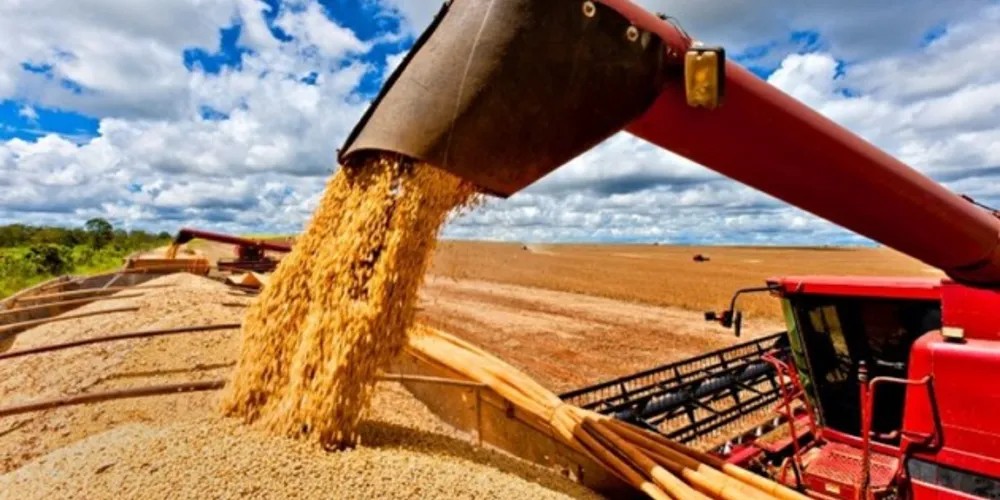 O cooperado, em parceria com a assistência técnica, define a área de plantio e as variedades para a safra seguinte