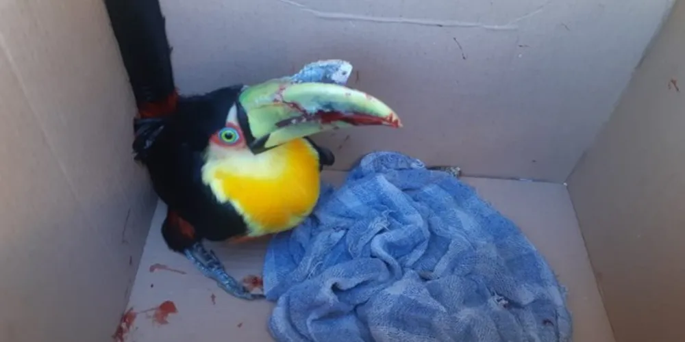 Pássaro foi entregue ao Centro de Triagem de Animais Silvestres dos Campos Gerais 