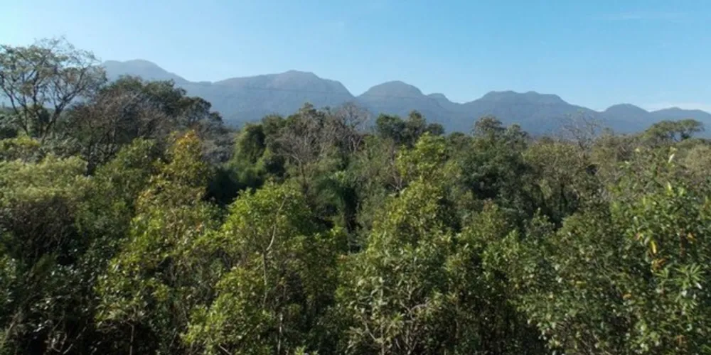 Relatório mostra que o Estado foi o terceiro que mais perdeu área de floresta nativa entre 2018 e 2019