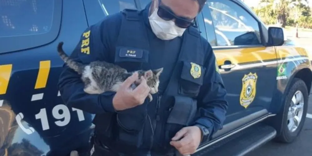 Imagem ilustrativa da imagem PRF adota gato arremessado de carro e autua condutor