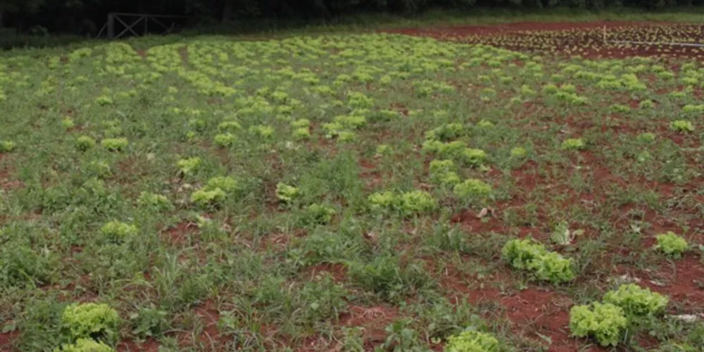 produtos da agricultura familiar foram adquiridos