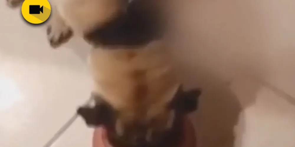 Imagem ilustrativa da imagem Casal do Paraná dá vodca para cachorro e vídeo gera revolta