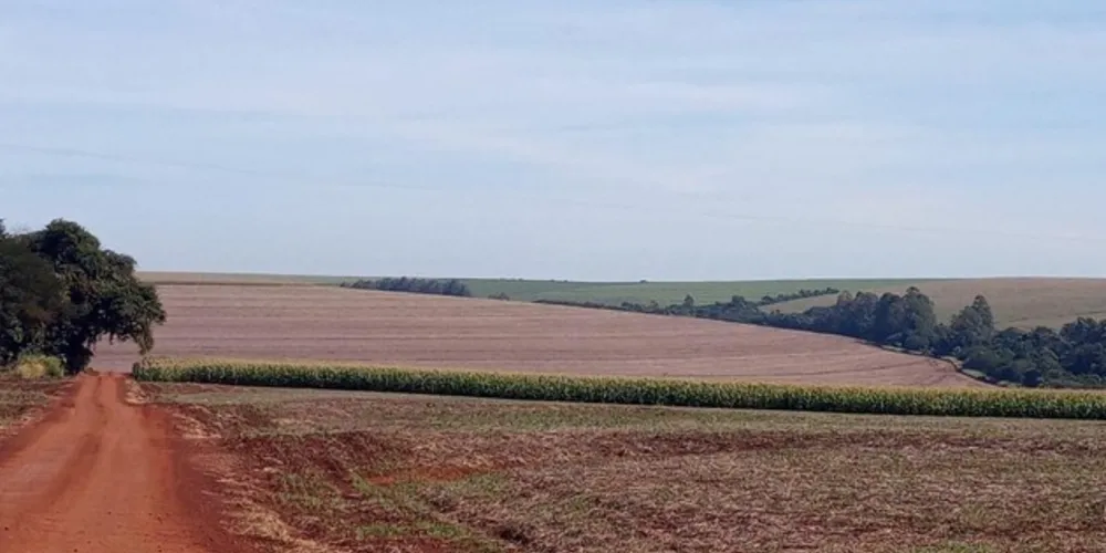 Imagem ilustrativa da imagem Vazio sanitário da soja no Paraná terá início dia 10 de junho