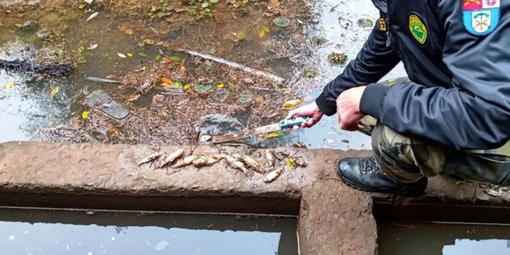 Policiais constataram a morte de grande quantidade de peixes no local