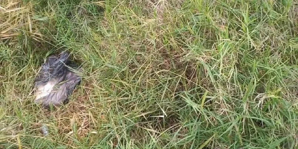 Cachorro foi encontrado em saco de lixo, fechado, na região de Uvaranas