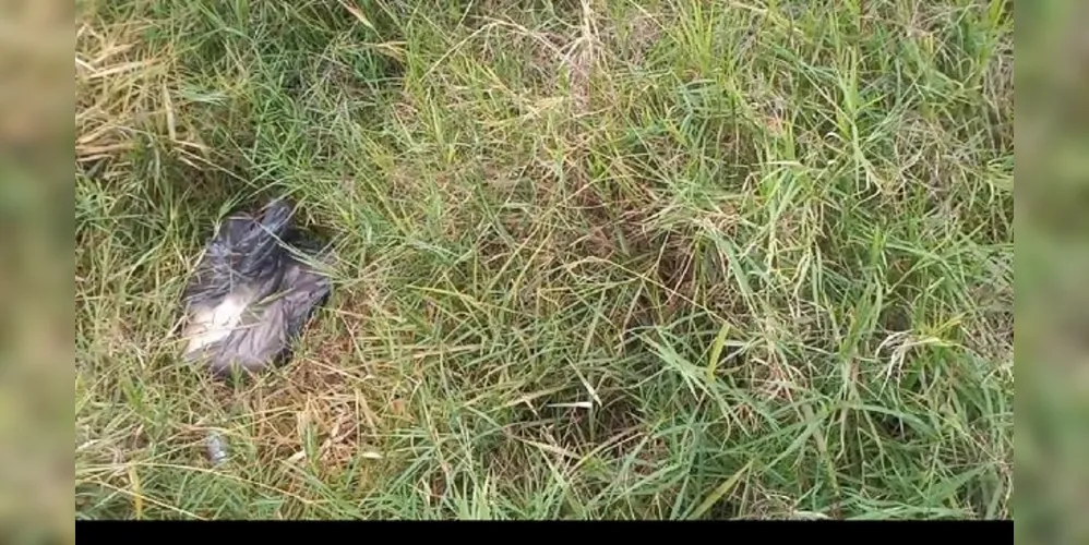 Cachorro foi encontrado em saco de lixo, fechado, na região de Uvaranas