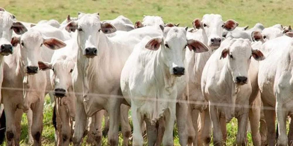  Empresa é considerada referência sul-americana no manejo com o gado