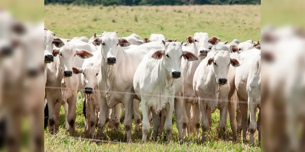  Empresa é considerada referência sul-americana no manejo com o gado