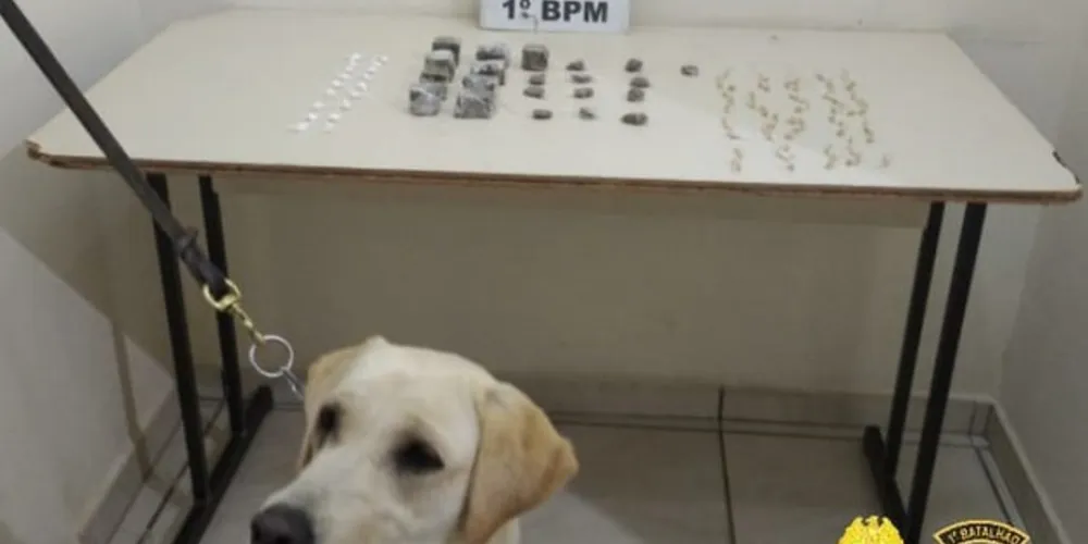 Indivíduo possui cocaína, maconha e crack. Ação contou com a ajuda do cão faro da PM