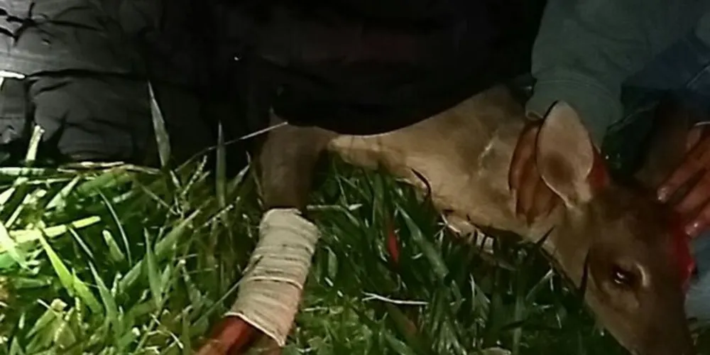 Animal foi levado até uma clínica veterinária especializada em atendimento de animais silvestres 