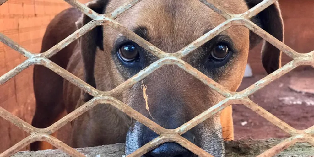 A entrega é resultado do Leilão online Pró-Animal, promovido em 23 de maio. Organização de Ponta Grossa foi beneficiada
