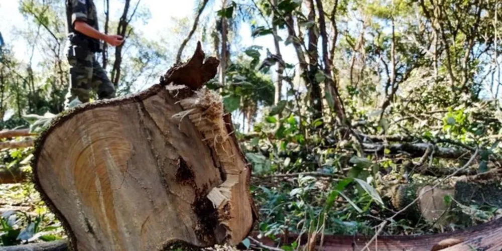 A araucária é o símbolo do Paraná e está ameaçada de extinção