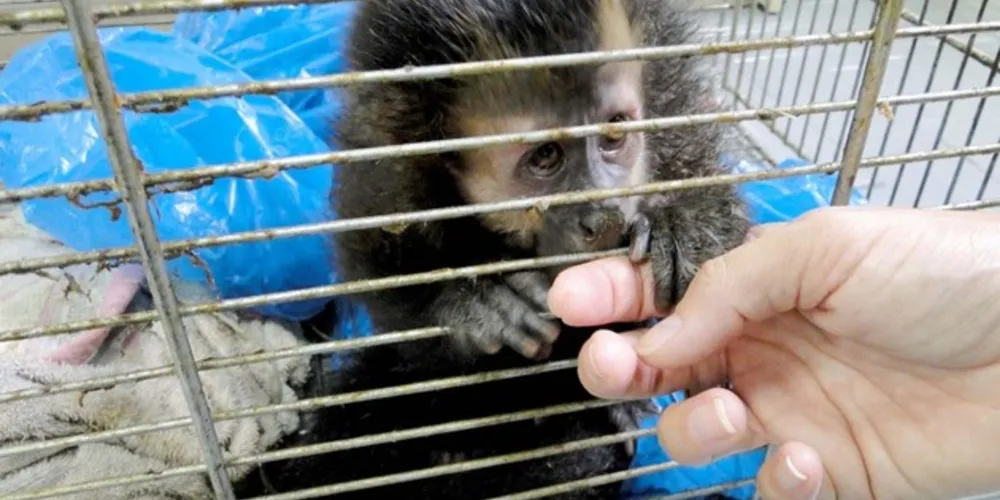 Entre as Iniciativas Pró-Fauna estão a manutenção de centros para apoio e a gestão compartilhada da fauna silvestre com os municípios.
