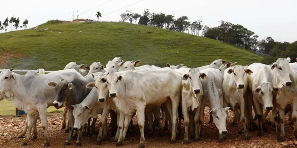 Agro é o único setor a aumentar receita, gerar empregos e seguir com projetos de expansão de mercados em 2020