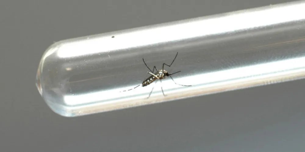 Cientistas detectaram, em 2019, sequências genéticas de uma linhagem africana do vírus