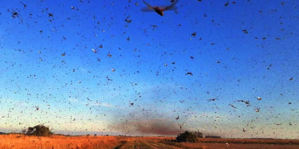 Nos últimos dias, milhões de gafanhotos invadiram cidades e fazendas de parte da Argentina, formando verdadeiras nuvens de insetos